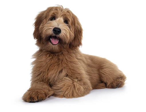 Labradoodle bred sales with poodle